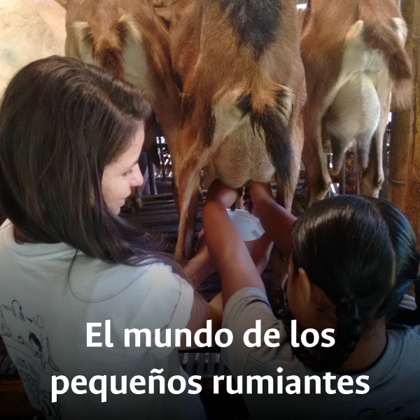 NINOS-PEQUENOS-RUMIANTES.png